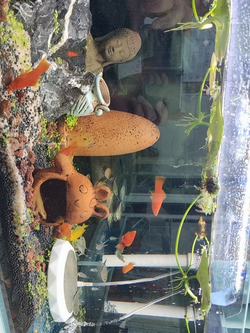 紅大勾扯旗魚多少錢【紅大勾扯旗魚價格大揭秘海洋邊的吟游歌手紅大勾扯旗魚有哪些品種】