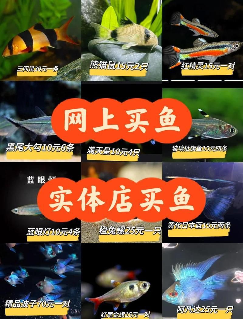 紅大勾扯旗魚多少錢【紅大勾扯旗魚價(jià)格大揭秘海洋邊的吟游歌手紅大勾扯旗魚有哪些品種】