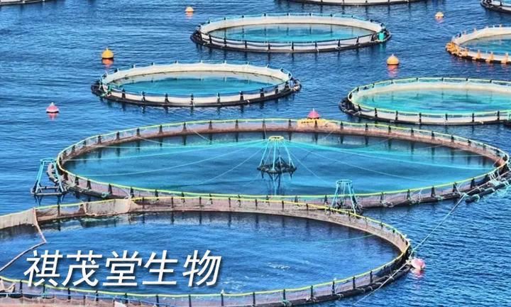 鰓蓋爛洞后魚還能活多久？【一哥聊水產】