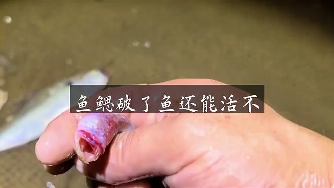 鰓蓋爛洞后魚還能活多久？【一哥聊水產】