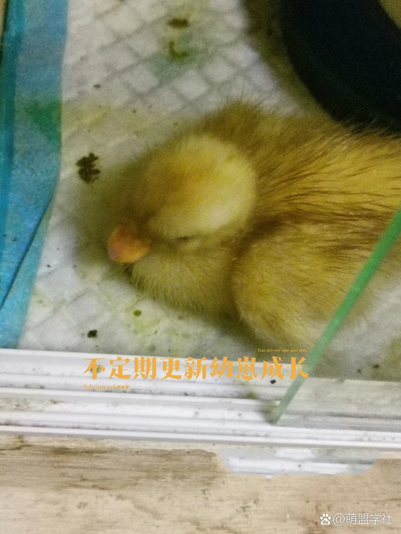 什么品種鴨嘴最長(zhǎng)只能長(zhǎng)到40cm【何種品種的鴨子的嘴部長(zhǎng)度上限為40cm？】