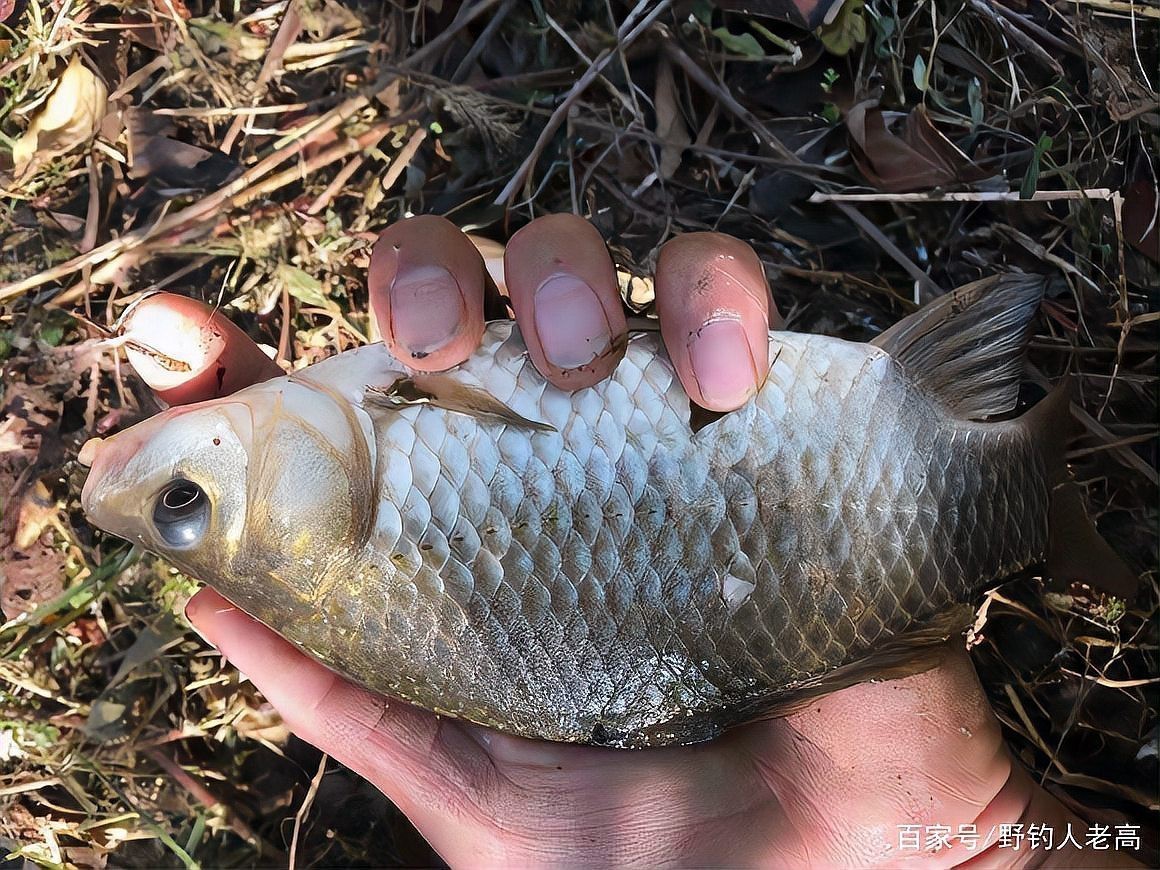 什么藥叫魚(yú)缺氧上浮【\