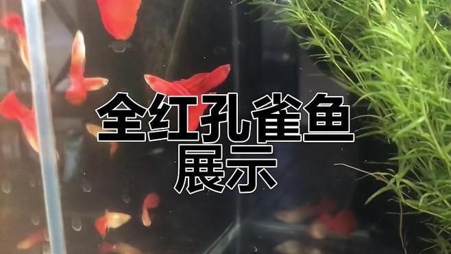 孔雀魚美國全紅【寵物新奇說，孔雀魚養殖技巧(2)】