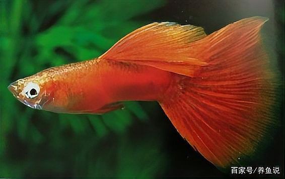 孔雀魚美國全紅【寵物新奇說，孔雀魚養殖技巧(2)】