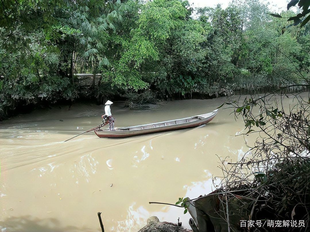 目前泰國(guó)虎魚(yú)價(jià)格多少【泰國(guó)虎魚(yú)價(jià)格多少錢一條】