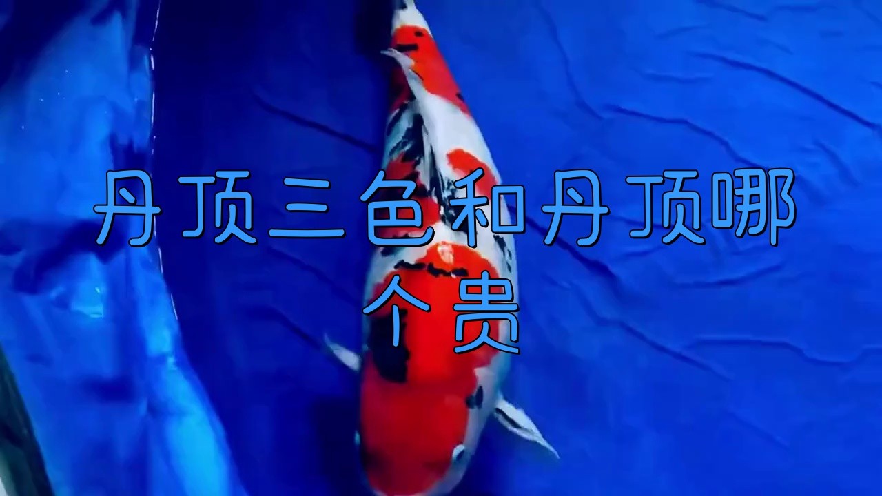 丹頂三色和丹頂哪個貴【丹頂三色和丹頂三色哪個貴生活輕松購優質丹頂三色和丹頂三色】