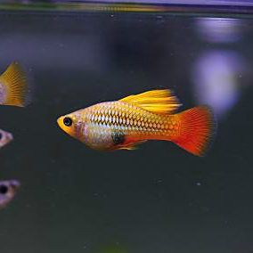 牡丹魚圖片【養魚老道，三色牡丹，兩種小型觀賞魚，引出一個難解的謎題】