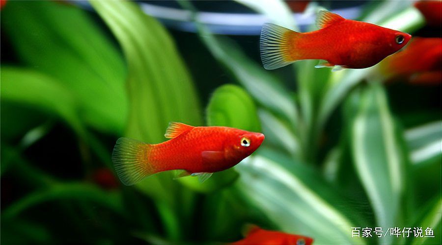 牡丹魚圖片【養魚老道，三色牡丹，兩種小型觀賞魚，引出一個難解的謎題】