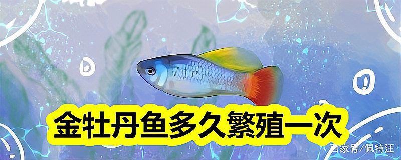 牡丹魚圖片【養魚老道，三色牡丹，兩種小型觀賞魚，引出一個難解的謎題】