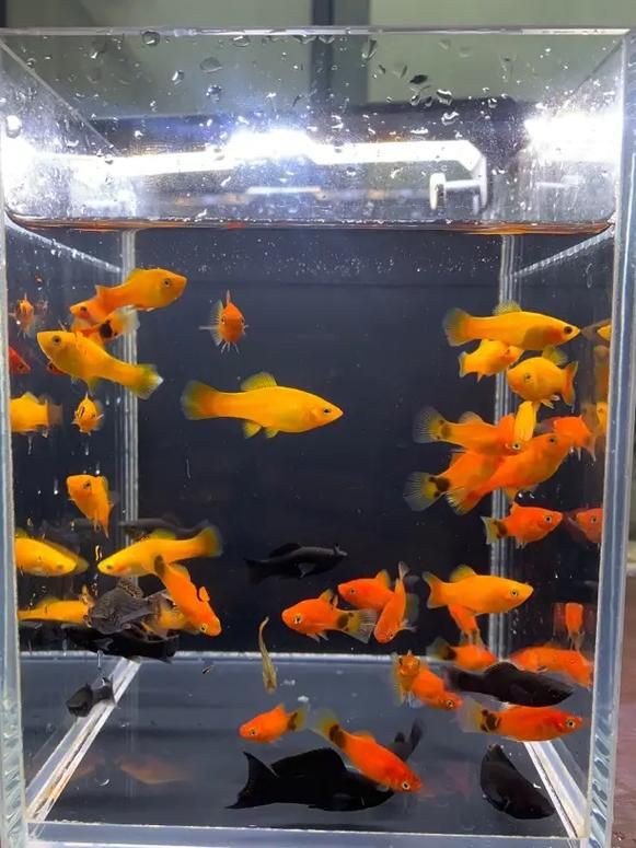 牡丹魚圖片【養魚老道，三色牡丹，兩種小型觀賞魚，引出一個難解的謎題】