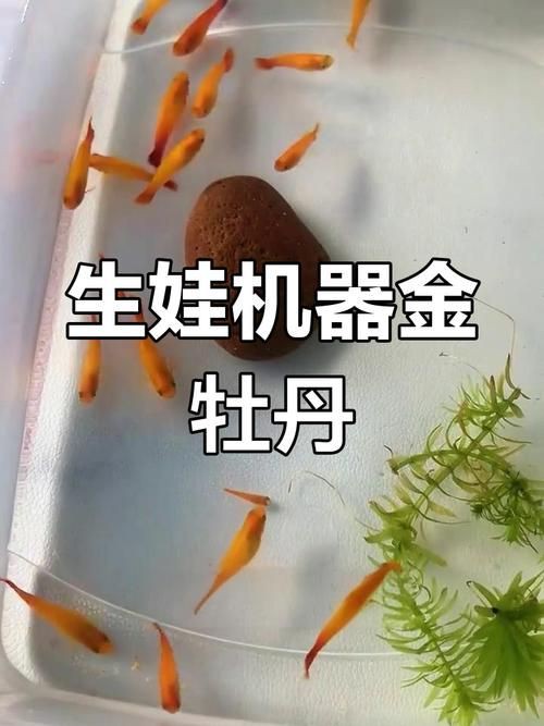 牡丹魚圖片【養魚老道，三色牡丹，兩種小型觀賞魚，引出一個難解的謎題】