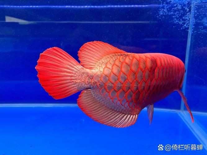 深海紅龍魚圖片高清【深海紅龍魚】