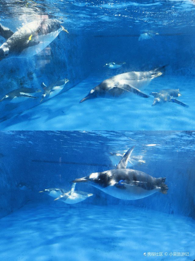 巴南水族店【重慶巴南區(qū)多家特色水族館及水族館及水族店鋪探秘】