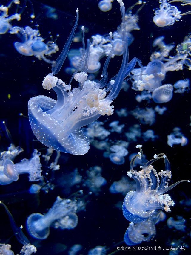 巴南水族店【重慶巴南區(qū)多家特色水族館及水族館及水族店鋪探秘】