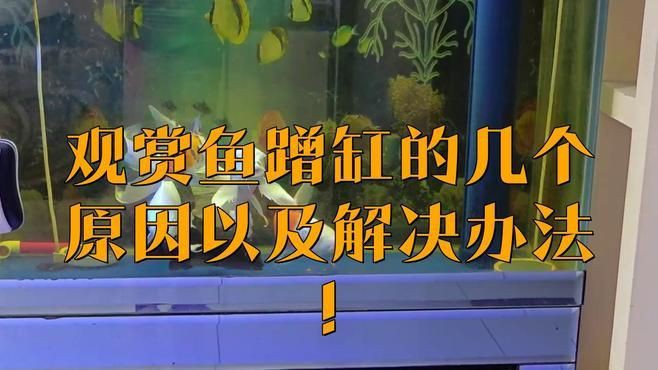 魚撞缸后如何快速恢復(fù)【甜甜莓莓醬龍魚撞缸后如何應(yīng)對應(yīng)急處理與恢復(fù)技巧】