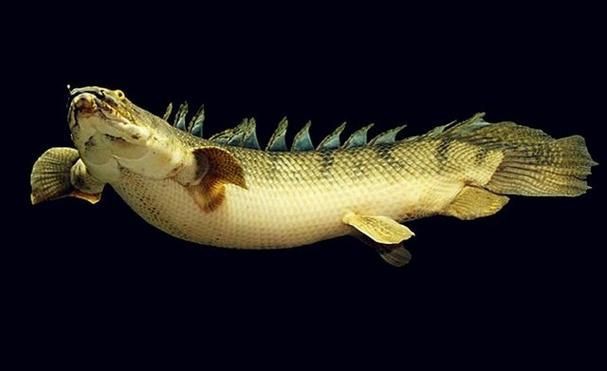 恐龍王魚圖片【恐龍王魚,虎紋恐龍王魚】