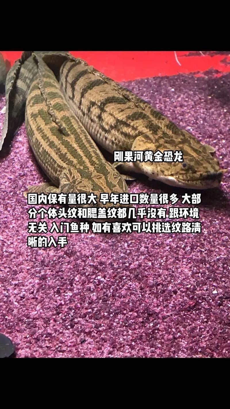 恐龍王魚圖片【恐龍王魚,虎紋恐龍王魚】