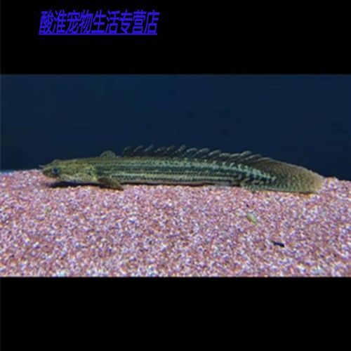 恐龍王魚圖片【恐龍王魚,虎紋恐龍王魚】
