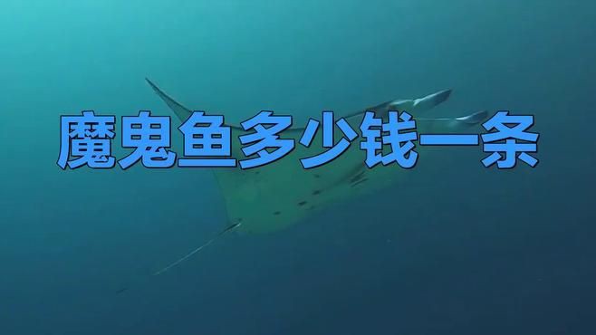 魔鬼魚值多少錢一條【knews魔鬼魚多少錢一條鐳刻禮坊魔鬼魚多少錢一斤】