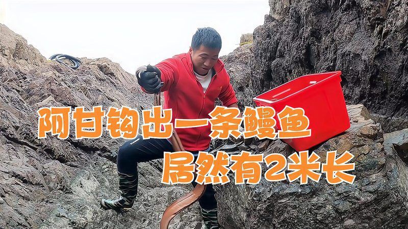 魔鬼魚值多少錢一條【knews魔鬼魚多少錢一條鐳刻禮坊魔鬼魚多少錢一斤】