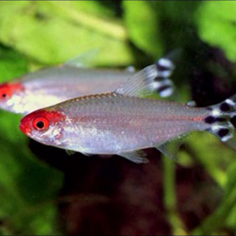 紅尾平克魚是什么品種【人工繁殖魚紅尾平克】
