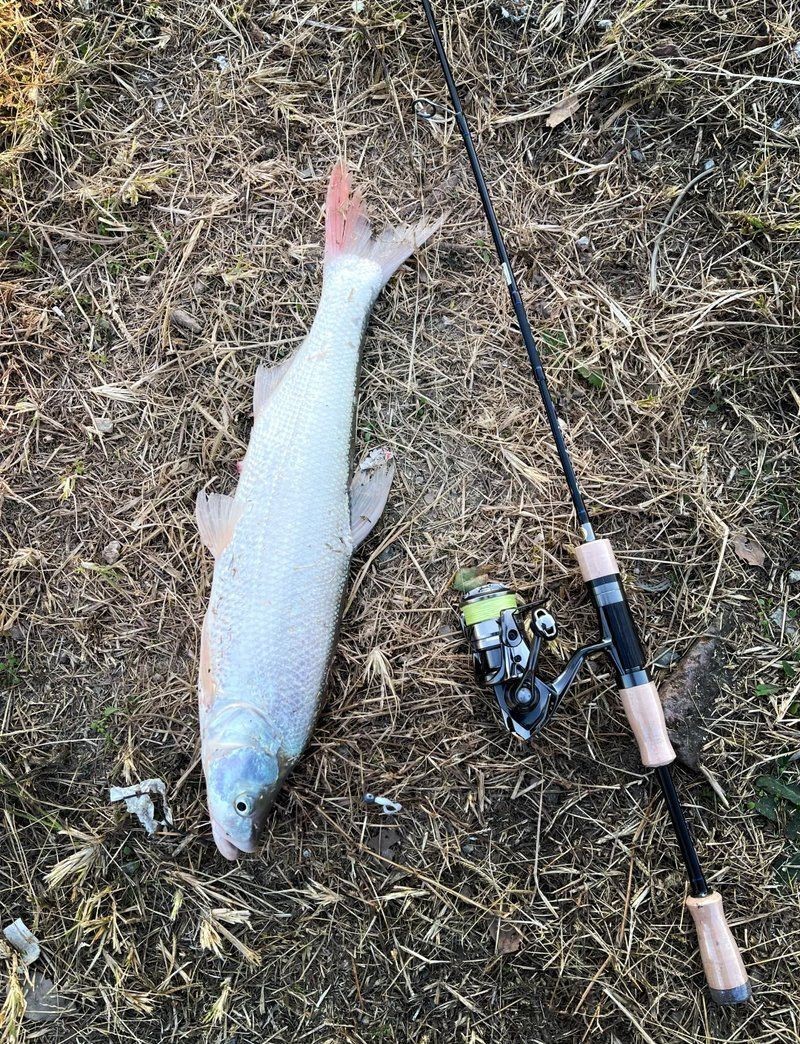 紅尾平克魚是什么品種【人工繁殖魚紅尾平克】