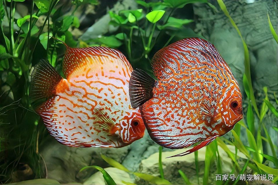 什么人不適合養(yǎng)魚風(fēng)水【什么樣的人不適合養(yǎng)魚？】