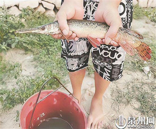 火箭鱷雀鱔多少元【“變異鱷雀鱔”現身江蘇,有人大量售賣,要價幾千一條,網友:直接打死!】
