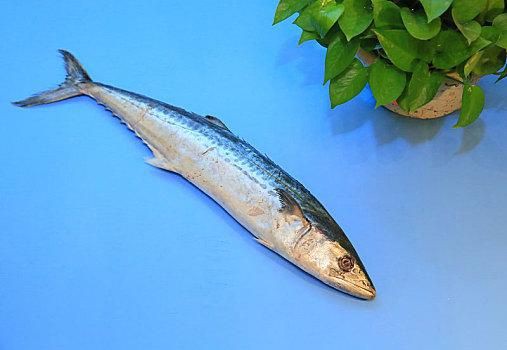 馬古龍魚圖片【公開資料中未發現“馬古龍魚”的明確生物學定義或圖像記錄】