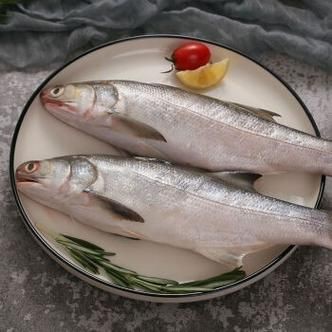 馬古龍魚圖片【公開資料中未發現“馬古龍魚”的明確生物學定義或圖像記錄】