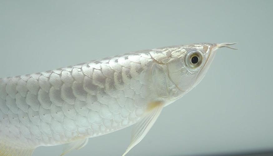 馬古龍魚圖片【公開資料中未發現“馬古龍魚”的明確生物學定義或圖像記錄】