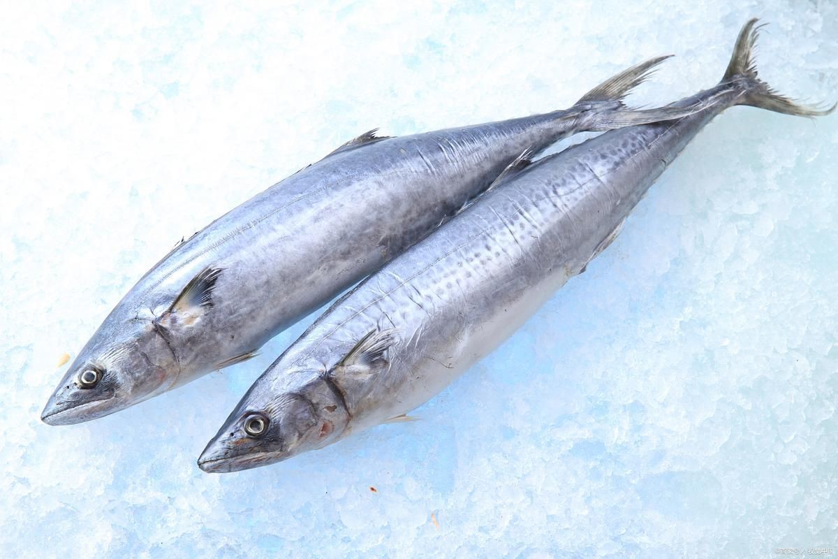 馬古龍魚圖片【公開資料中未發現“馬古龍魚”的明確生物學定義或圖像記錄】