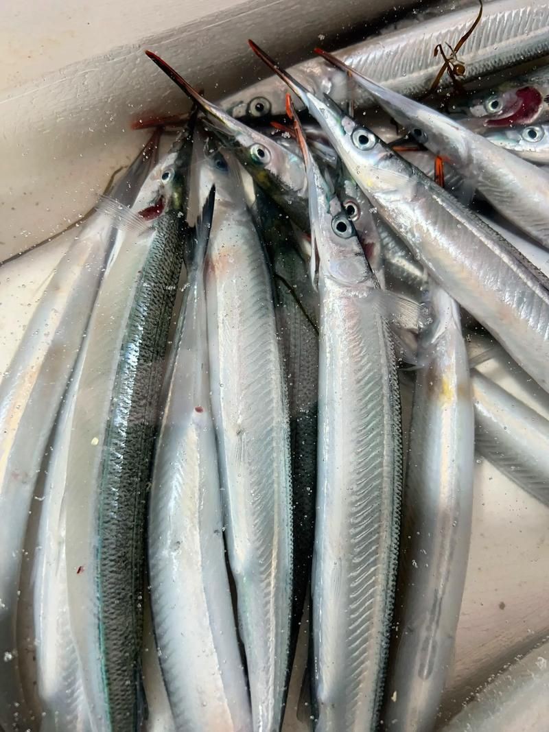 馬古龍魚圖片【公開資料中未發現“馬古龍魚”的明確生物學定義或圖像記錄】