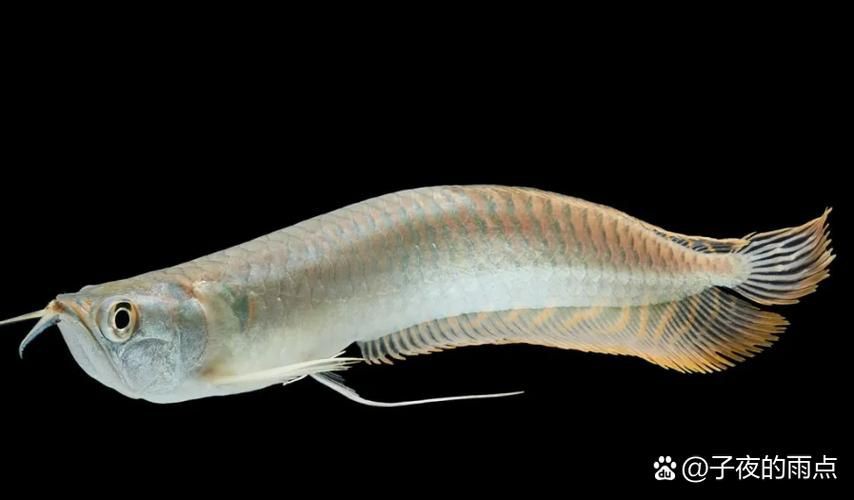 馬古龍魚圖片【公開資料中未發現“馬古龍魚”的明確生物學定義或圖像記錄】