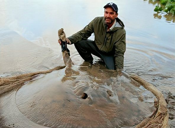 淡水魔鬼魚【淡水魔鬼魚是一種怎樣的存在？】