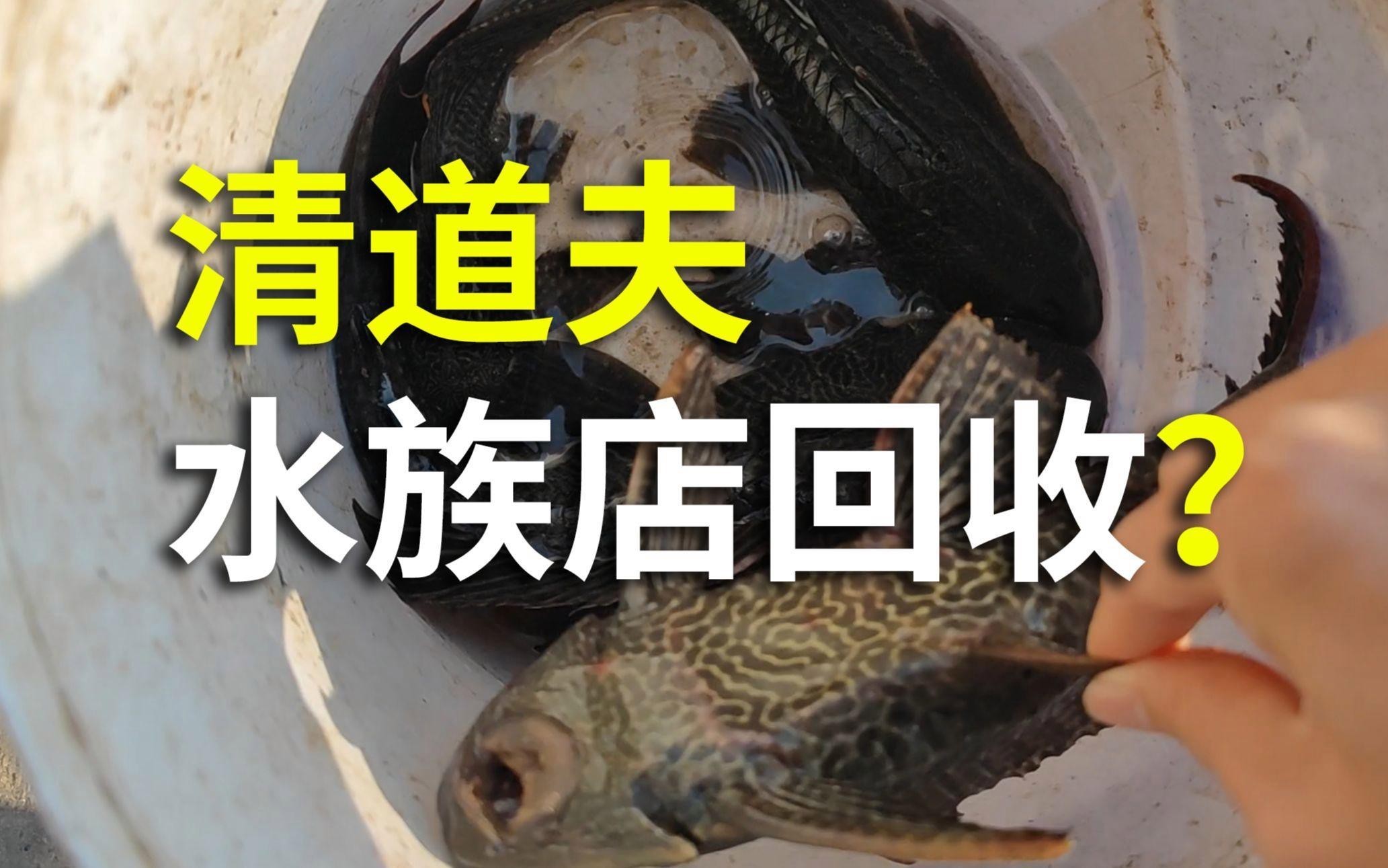 平房水族店【哈爾濱平房區愛尚水族館愛尚水族館開小型水族店需要多少錢】