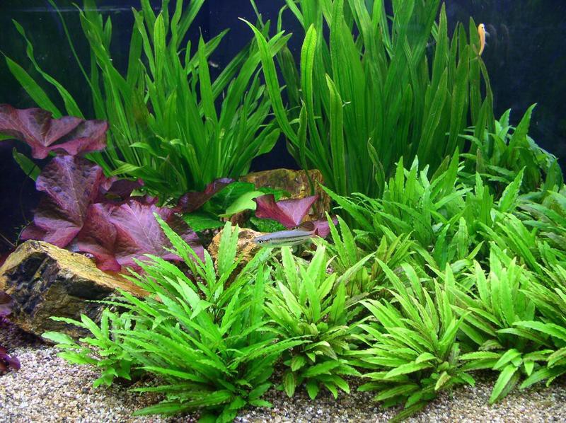 曼龍魚繁殖需要哪些水草？