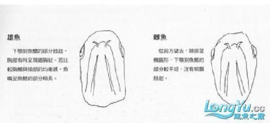 曼龍魚繁殖需要哪些水草？