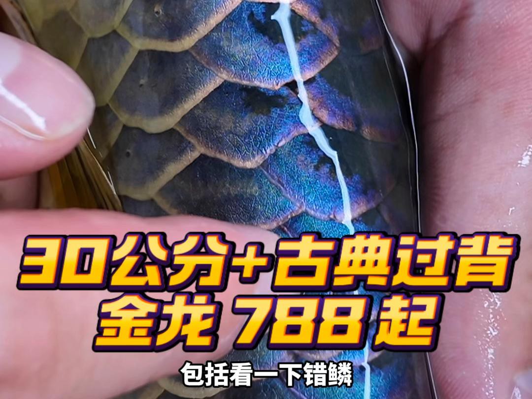 30公分的過背金龍價格【30公分過背金龍魚價格是多少錢一條金龍魚多少錢一條】