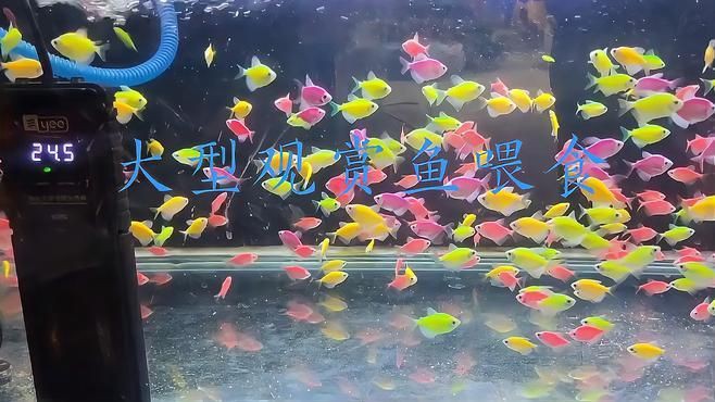 50cm金龍魚多久喂一次【50cm的金龍魚喂食頻率】