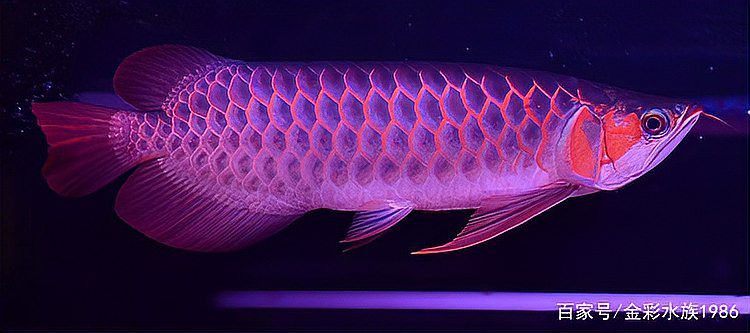 什么背景對龍魚的發(fā)色好【新手養(yǎng)龍魚怎么養(yǎng)出好發(fā)色】