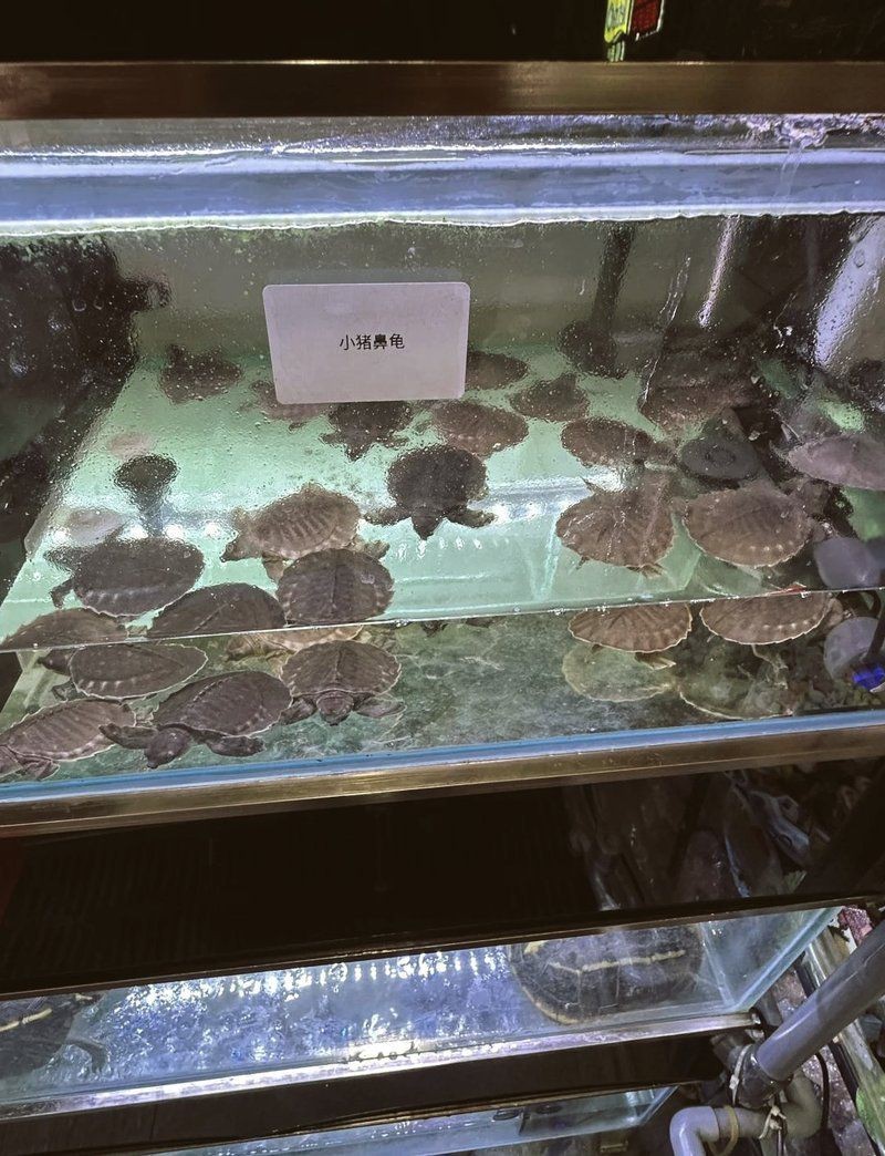 國內豬鼻龜哪買的便宜【關于國內購買豬鼻龜的全面指南】