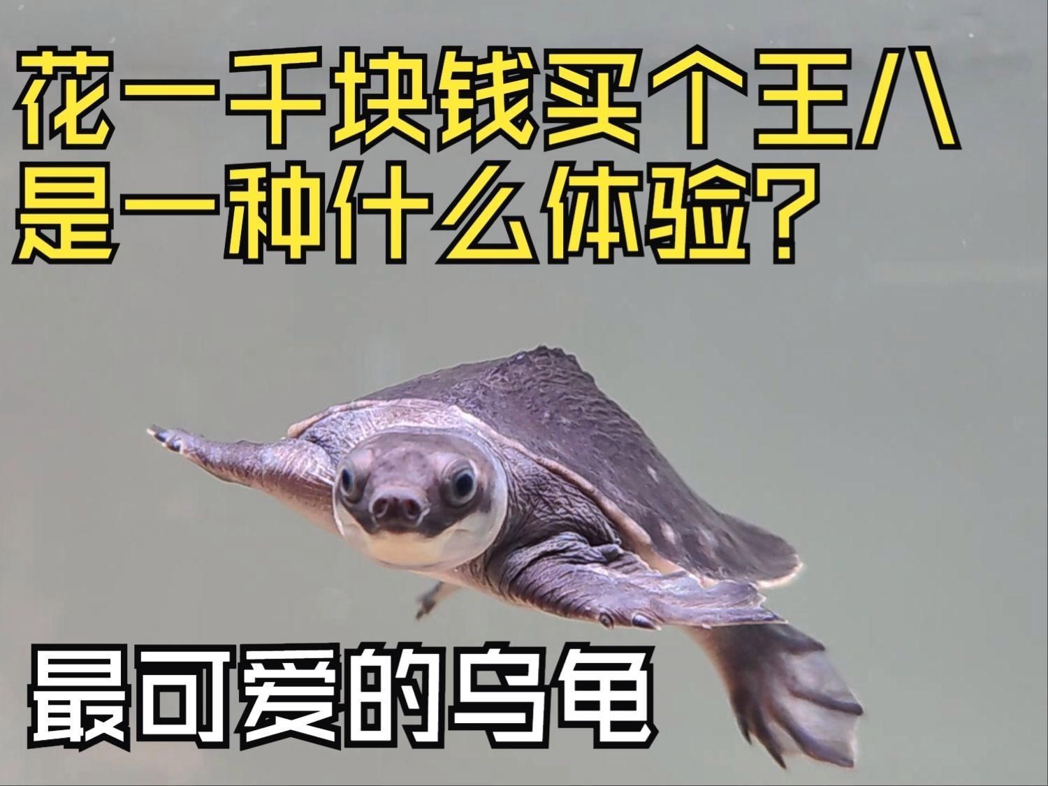 國內豬鼻龜哪買的便宜【關于國內購買豬鼻龜的全面指南】