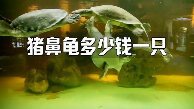 國內豬鼻龜哪買的便宜【關于國內購買豬鼻龜的全面指南】