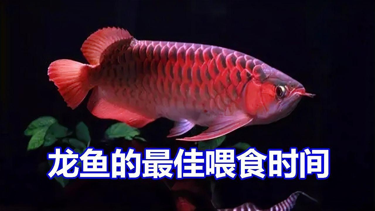 養紅龍魚一般正常的喂食時間【紅龍魚喂食技巧大揭秘】