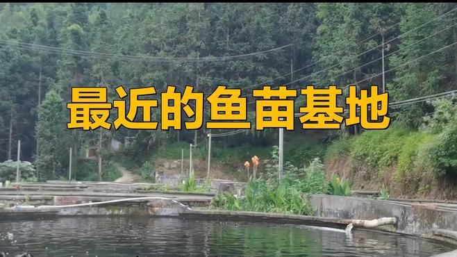 離我最近的魚苗【《離我最近的魚苗》】
