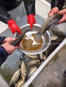 離我最近的魚苗【《離我最近的魚苗》】