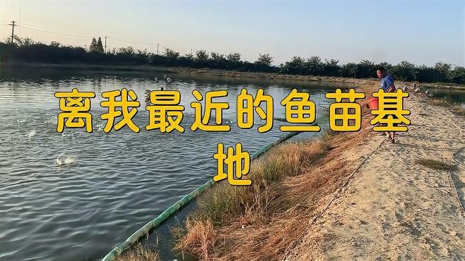 離我最近的魚苗【《離我最近的魚苗》】