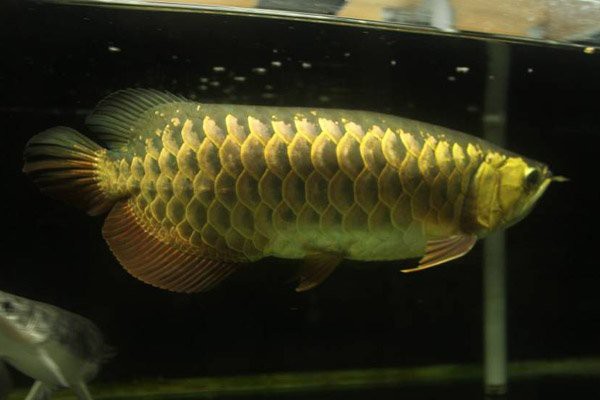 35cm的龍魚貴嗎【35cm的龍魚貴嗎智造方程式龍魚價格大揭秘】