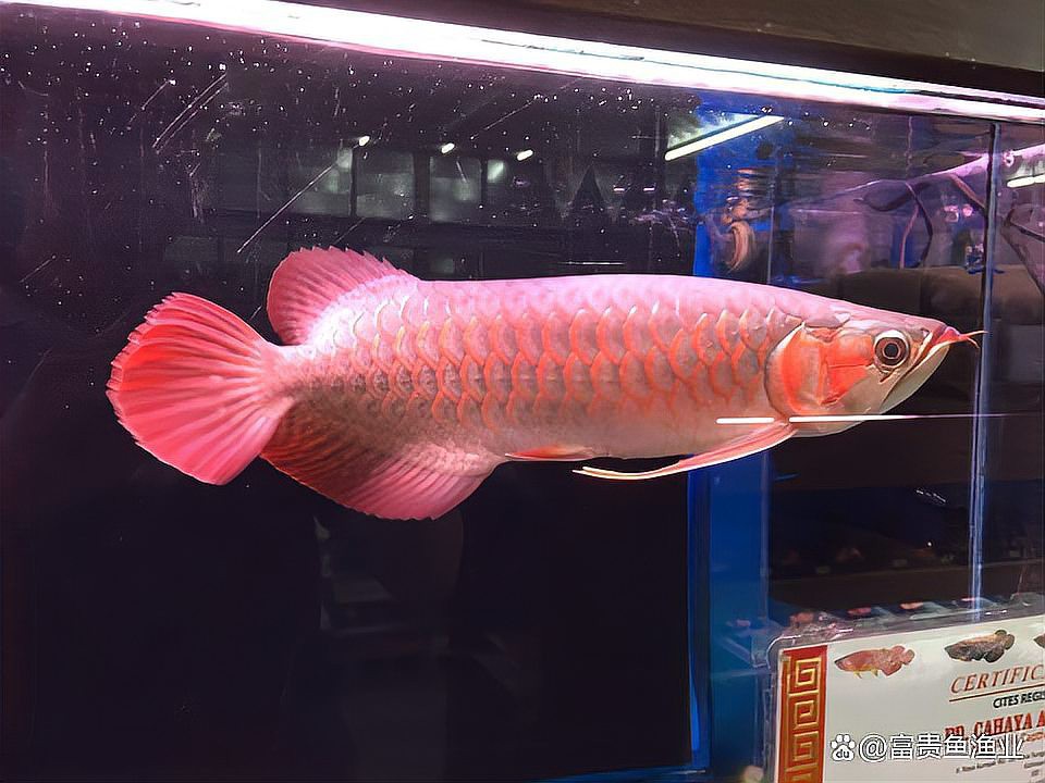 四角龍魚爛尾會傳染嗎？，四角龍魚爛尾會傳染嗎如何預防和治療理智狂人浩然jack